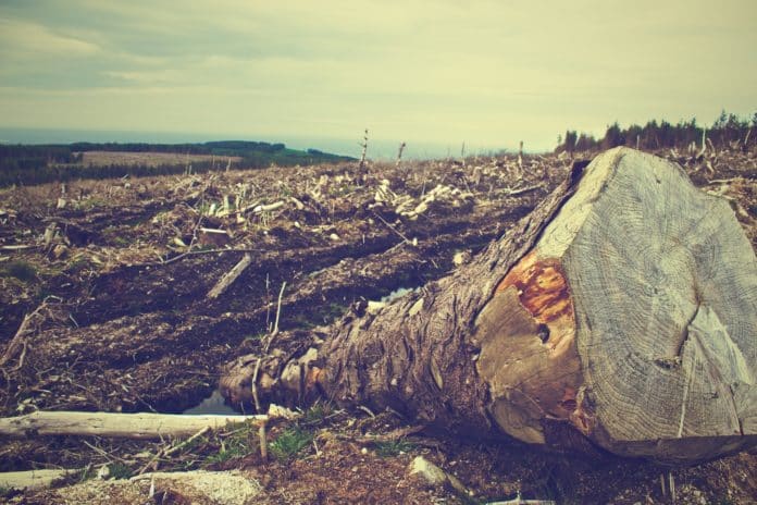 deforestation-gff0785340_1920