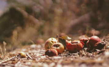 Foto di Joshua Hoehne su Unsplash