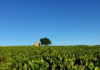 UNESCO Global Geopark Beaujolais, CC BY-SA 4.0 , via Wikimedia Commons