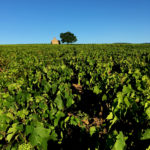 UNESCO Global Geopark Beaujolais, CC BY-SA 4.0 , via Wikimedia Commons
