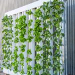 Premio Arlem ad un’azienda algerina specializzata nell’agricoltura verticale Foto di BrightAgrotech da Pixabay