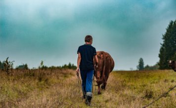 Image by TheArkow from Pixabay