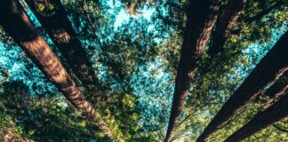 Foto di Casey Horner su Unsplash