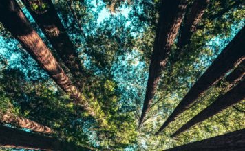 Foto di Casey Horner su Unsplash