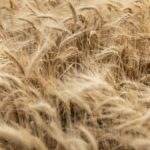 L’agroalimentare UE tiene nonostante le crisi, secondo un report della Commissione Foto di damien dufour su Unsplash