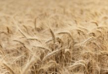L’agroalimentare UE tiene nonostante le crisi, secondo un report della Commissione Foto di damien dufour su Unsplash