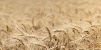 L’agroalimentare UE tiene nonostante le crisi, secondo un report della Commissione Foto di damien dufour su Unsplash
