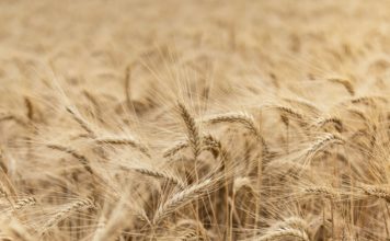 L’agroalimentare UE tiene nonostante le crisi, secondo un report della Commissione Foto di damien dufour su Unsplash