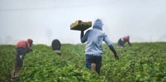 Migranti nell’UE in crisi di solidarietà Foto di Tim Mossholder su Unsplash